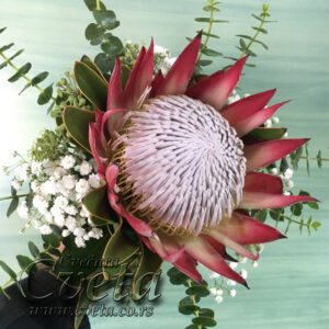 Protea