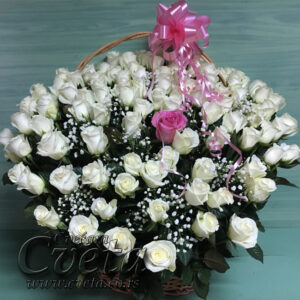 101 bela ruža u korpi